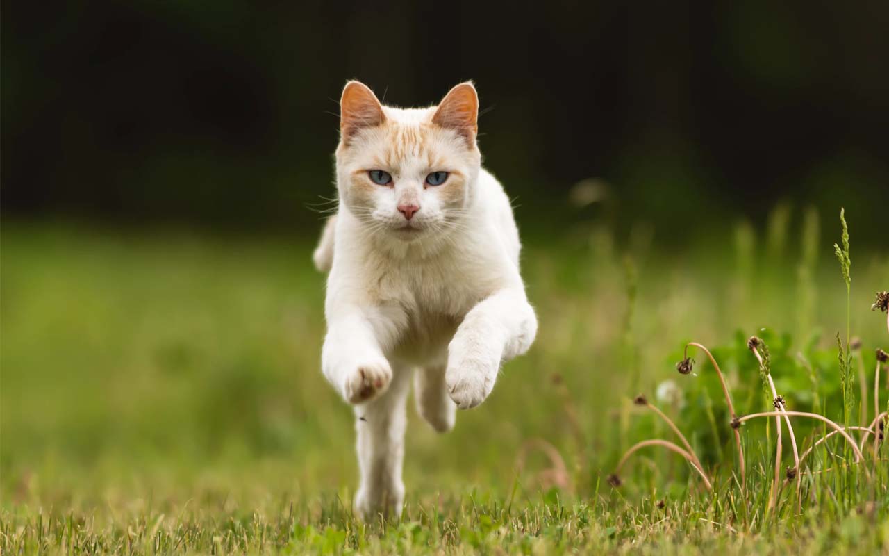 cat, running, top speed, life, people