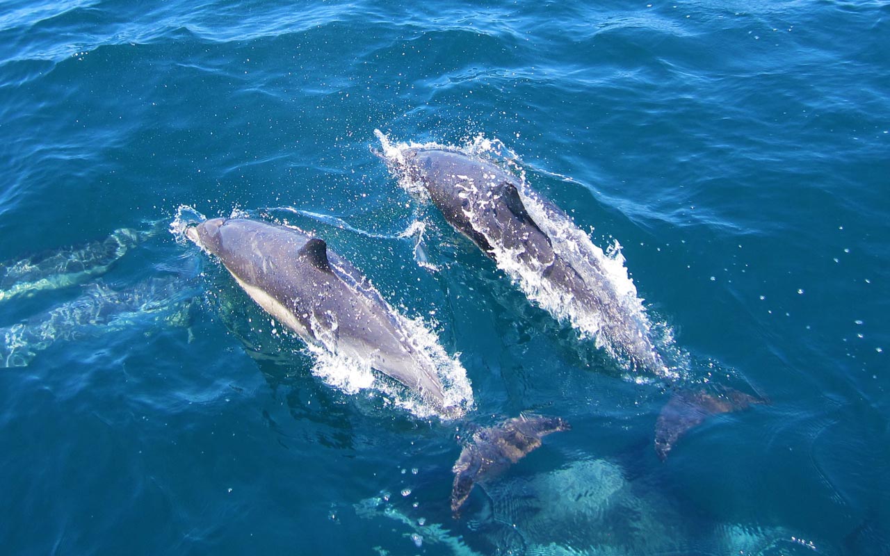 dolphins, facts, life, mammals, animals, ocean, science, names