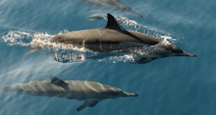 dolphins, facts, life, science, nature