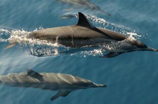 dolphins, facts, life, science, nature