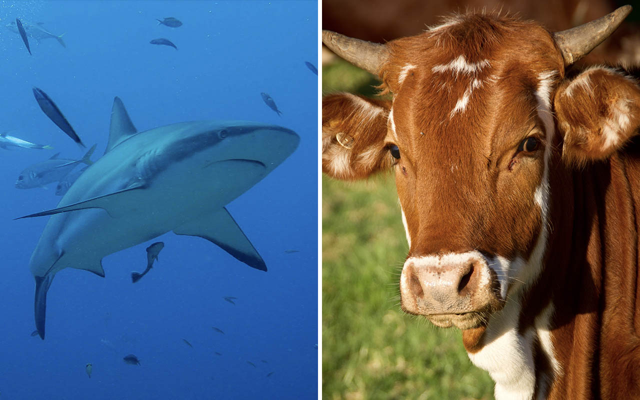 cows, sharks, brain, expand, life, people, science, ocean,