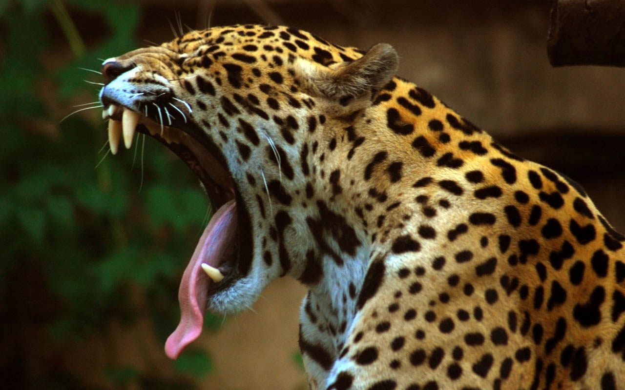 jaguar, facts, animals, life, nature, tiger