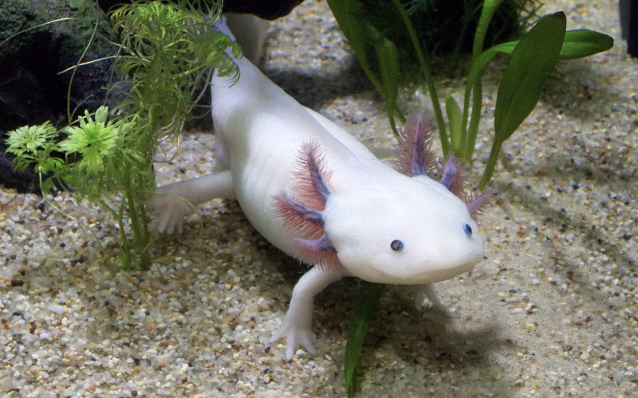 Axolotl, salamander, Mexico, growth, science, facts