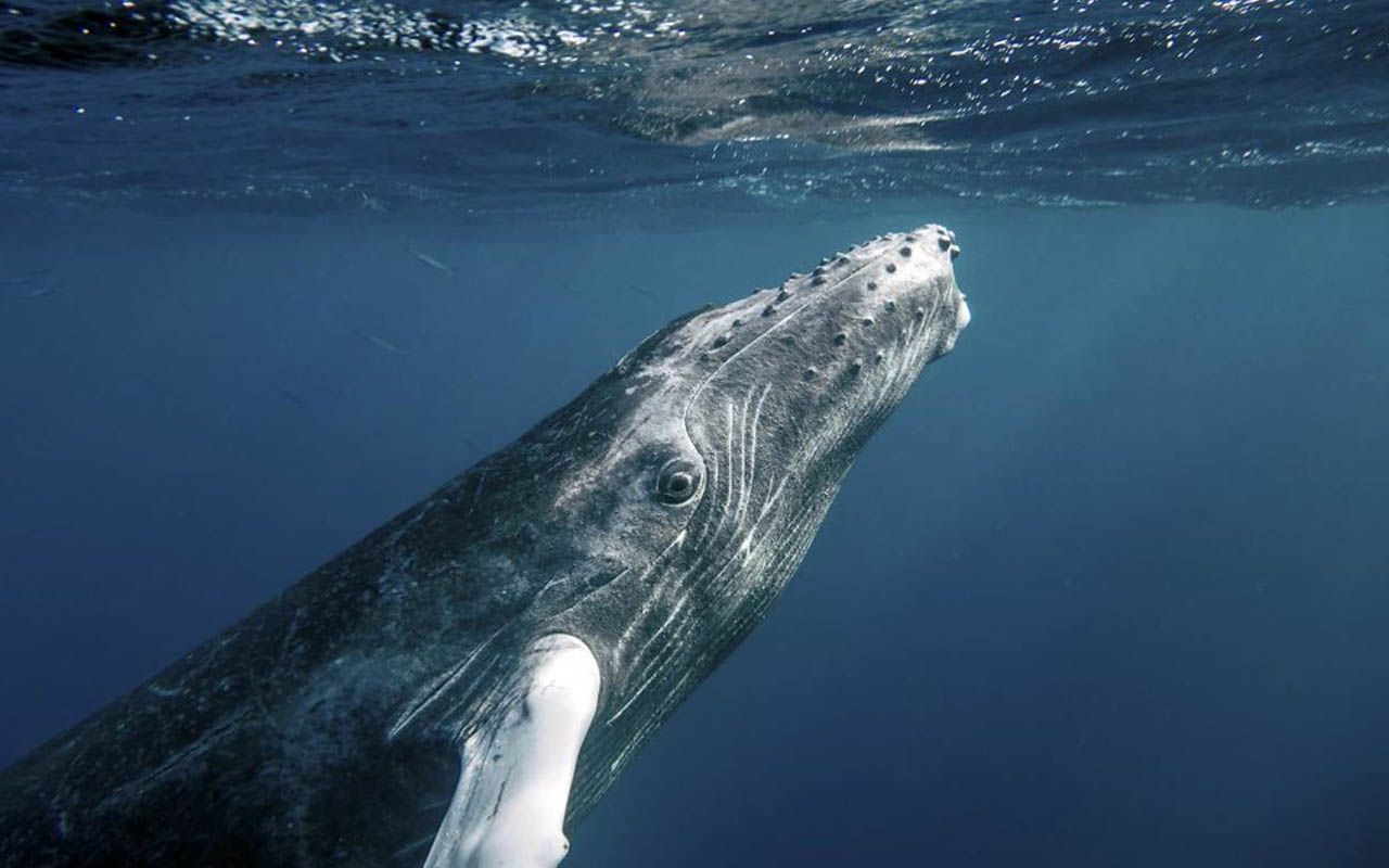 humpback whales, facts, ocean, creatures, life, animals