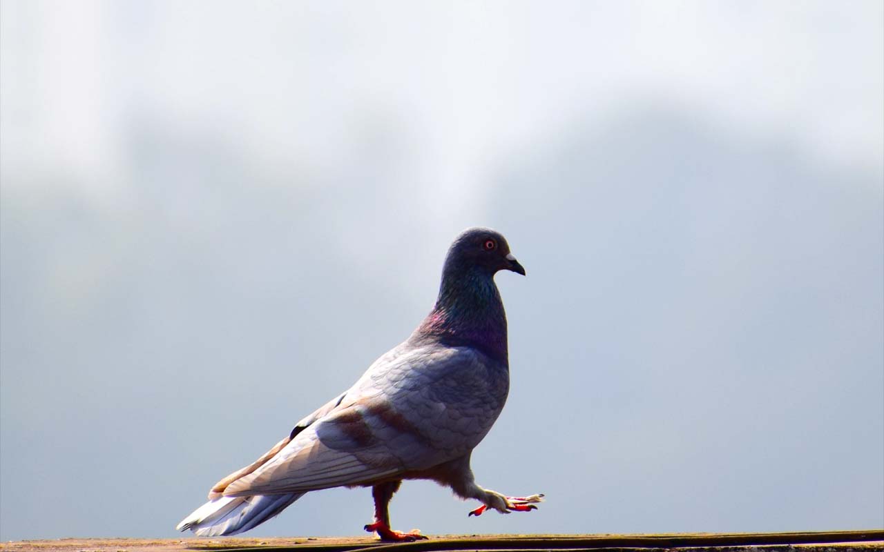 pigeon, facts, India, birds, nature, Earth