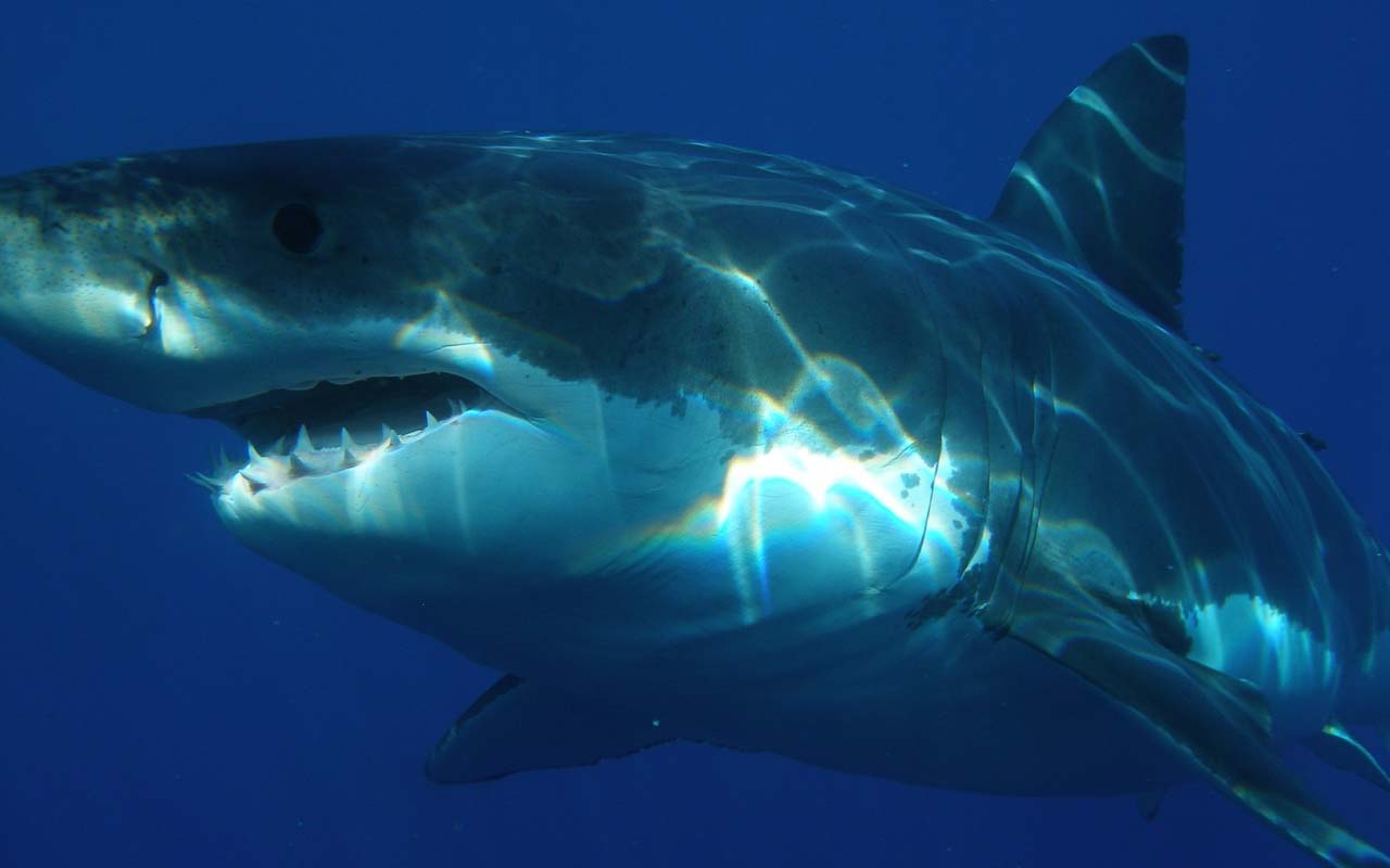 Great white sharks, ocean, nature, life, teeth