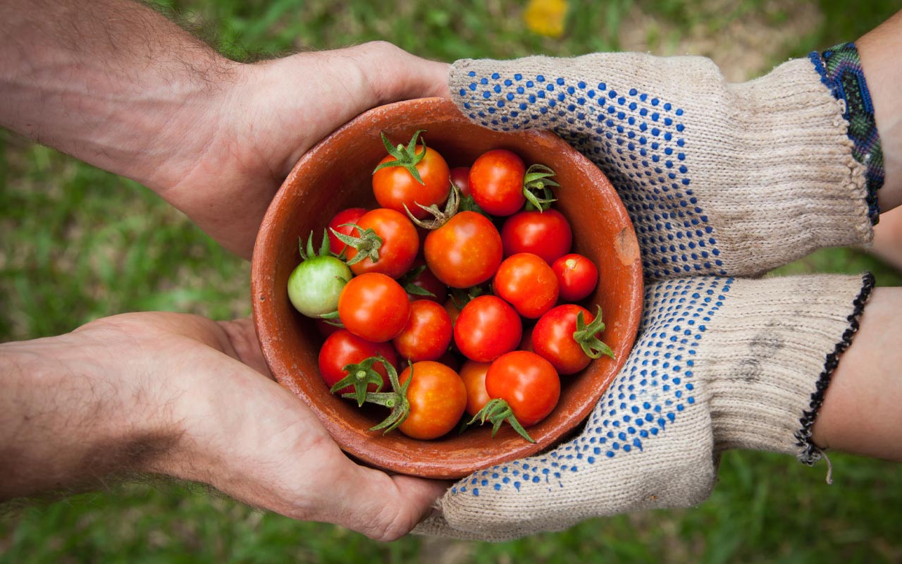 vegetables, foods, facts, life, people, survival