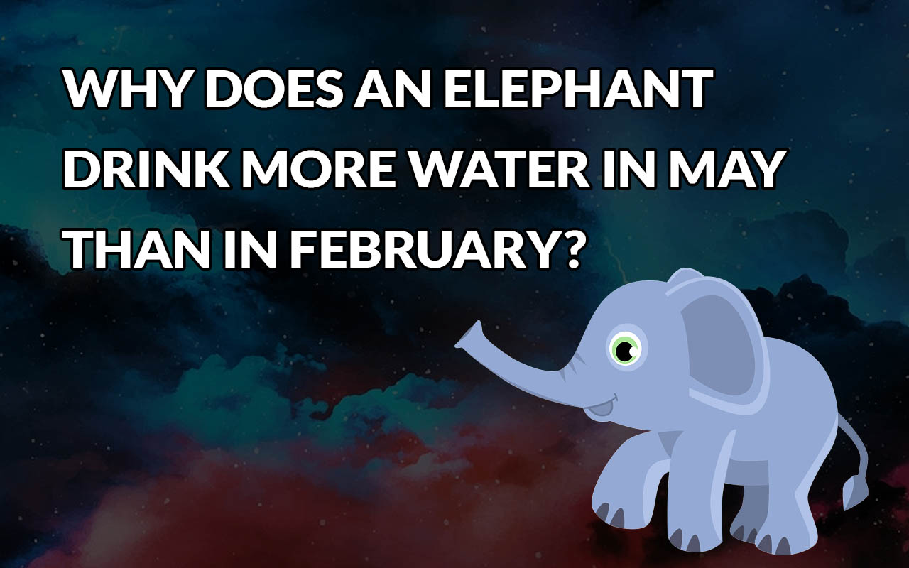 elephant, riddles, facts, animals, water, drinking, nature