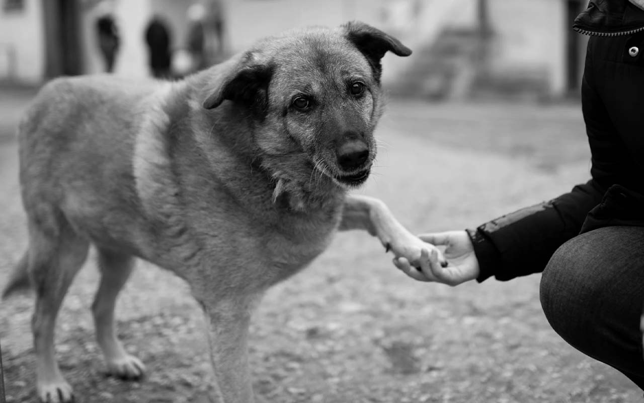 paw, dog, sad, people, help, reassurance, life, animals, health, happiness, love, affection