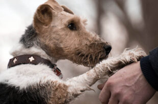 paw, humans, love, dog, animals, happiness