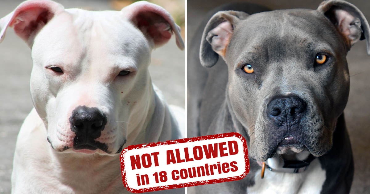 10 Dog Breeds That Are Not Allowed in Other Countries