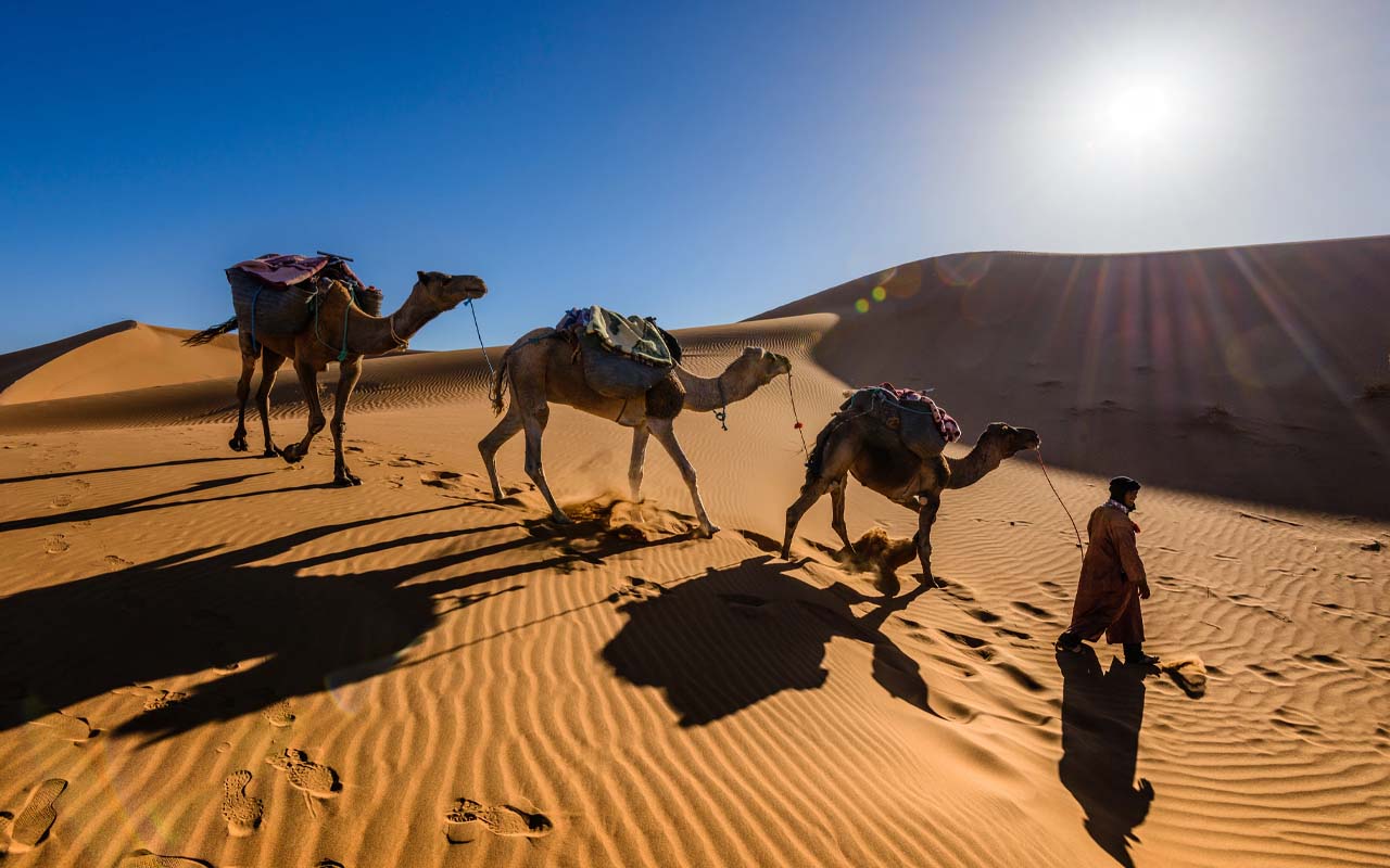 Saudi Arabia, Australia, sand, camels, desert, barren land, import, export, facts, heard, life, people, middle east, Europe