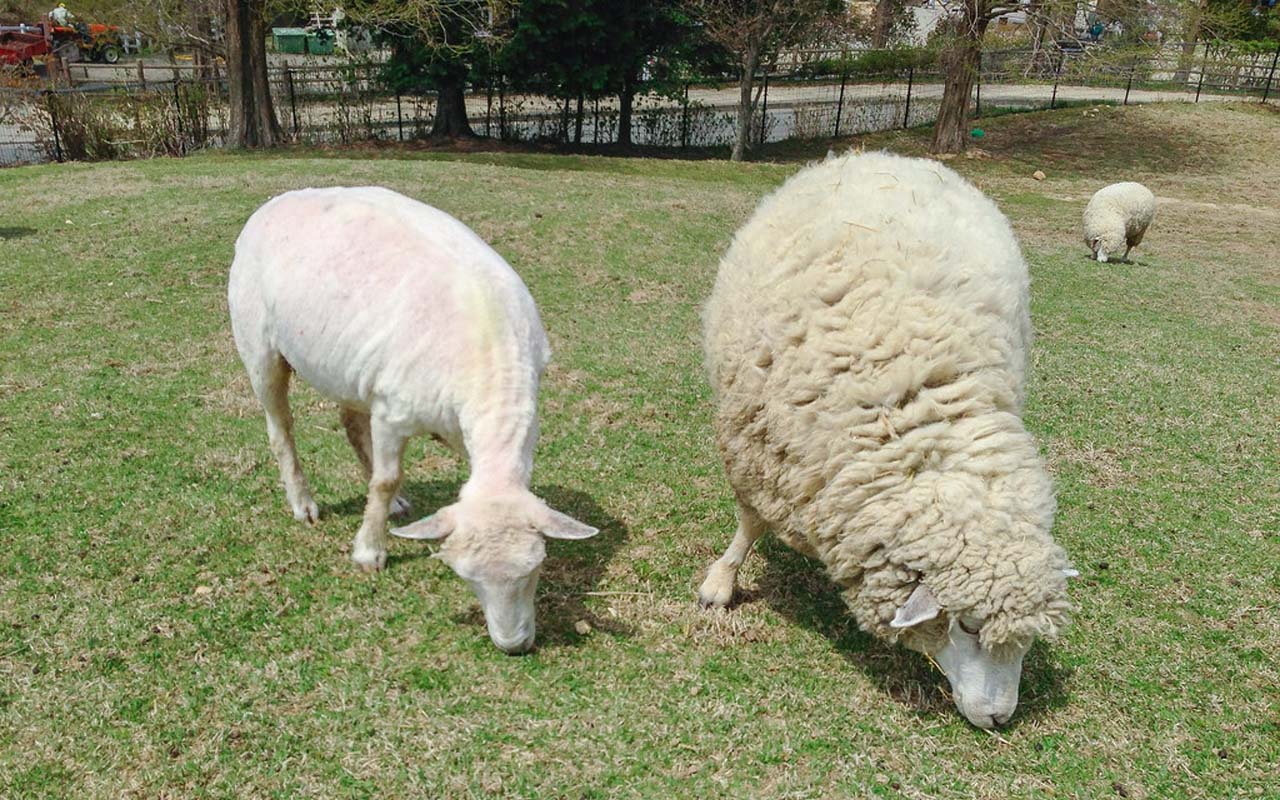 sheared sheep, animals, funny, life, farm animals, facial recognition