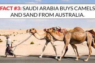 Saudi Arabia, camels, sand, Australia, import, export, countries, facts