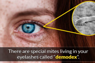 demodex, eyelashes, science, facts, people, own body