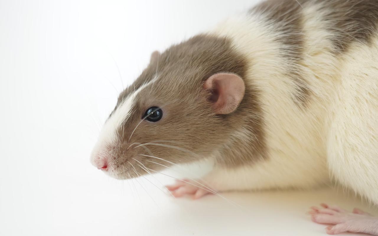 laboratory mice, mouse, science, facts, life, technology, humans, facial expressions, study