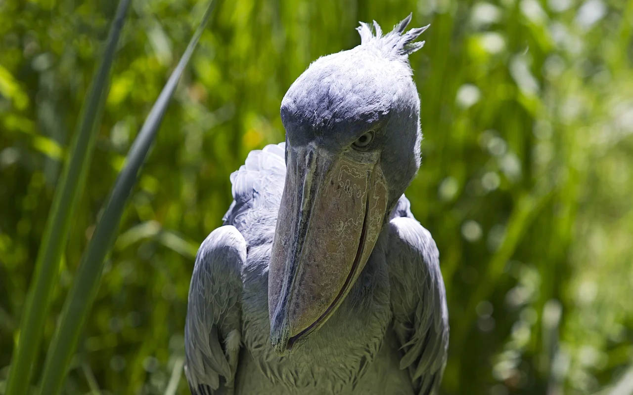 shoebill stork, animals, birds, nature, planet Earth, scariest, existence, facts, science, green, endangered