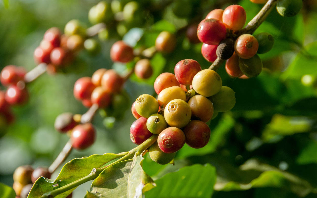 berries, coffee, beans, drink, popular beverage, coffee production, plant, coffee plant,