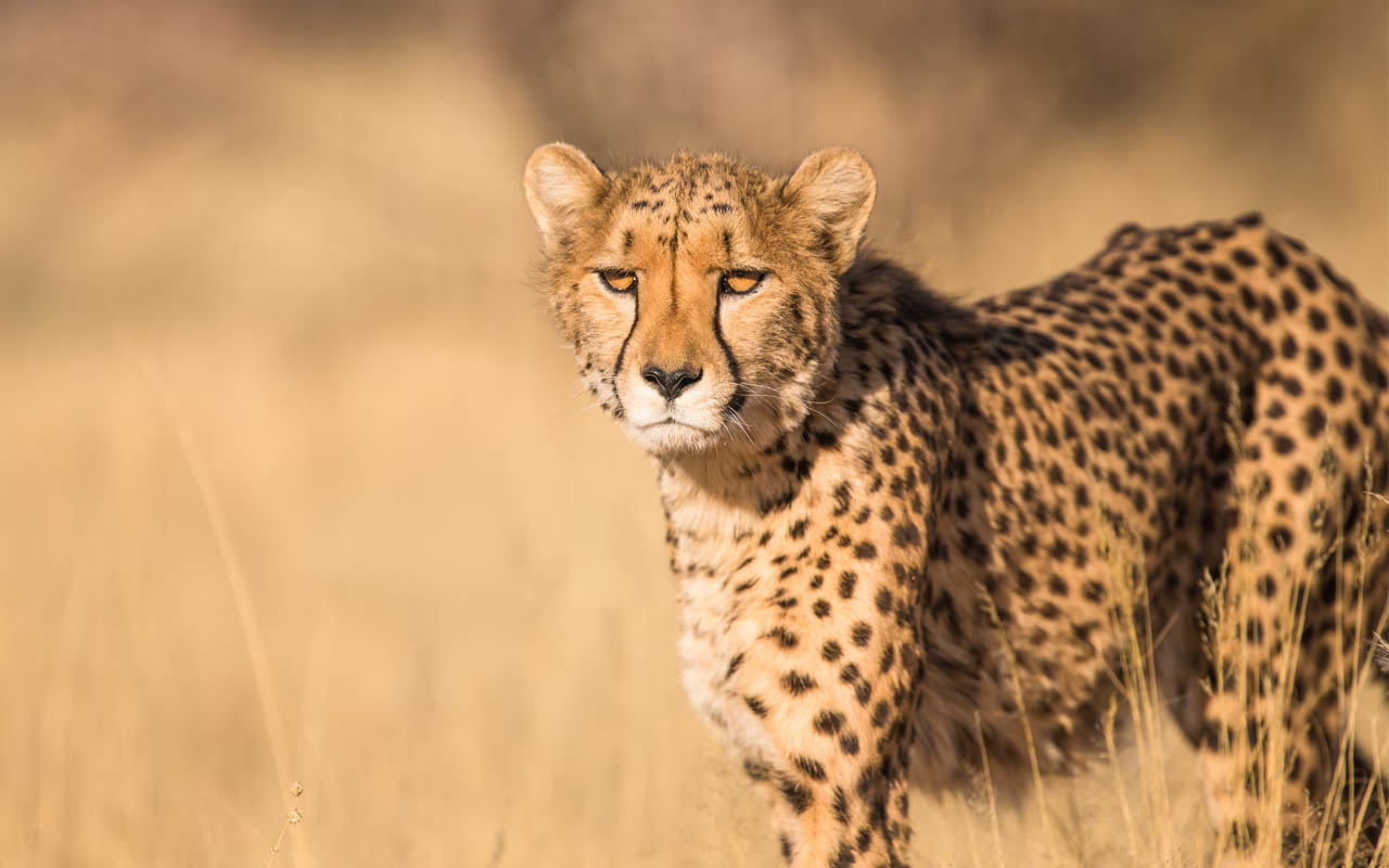 cheetah, facts, nature, meow, made up, domestic cats, animals, wildlife