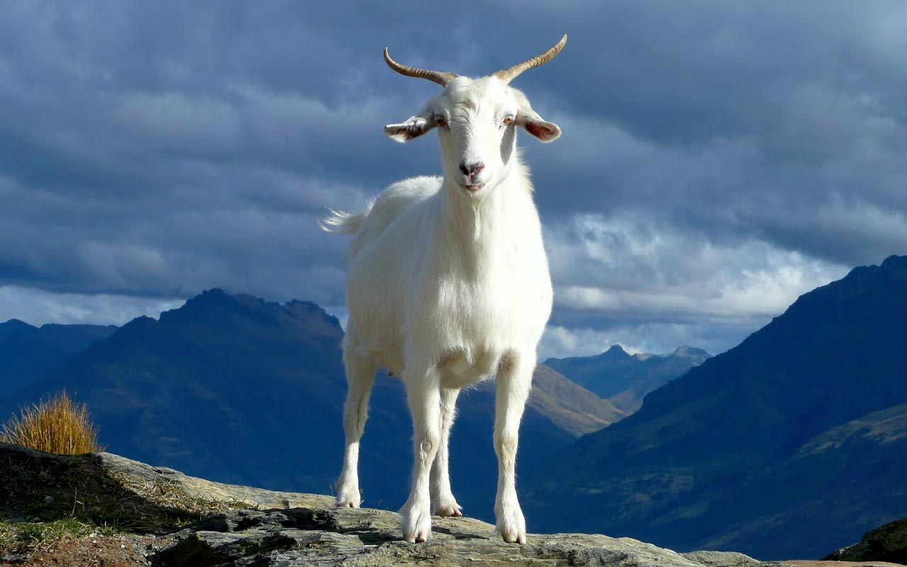 goat, cow, mountain, animal, nature, wildlife, accent, countries, lifestyle, habit