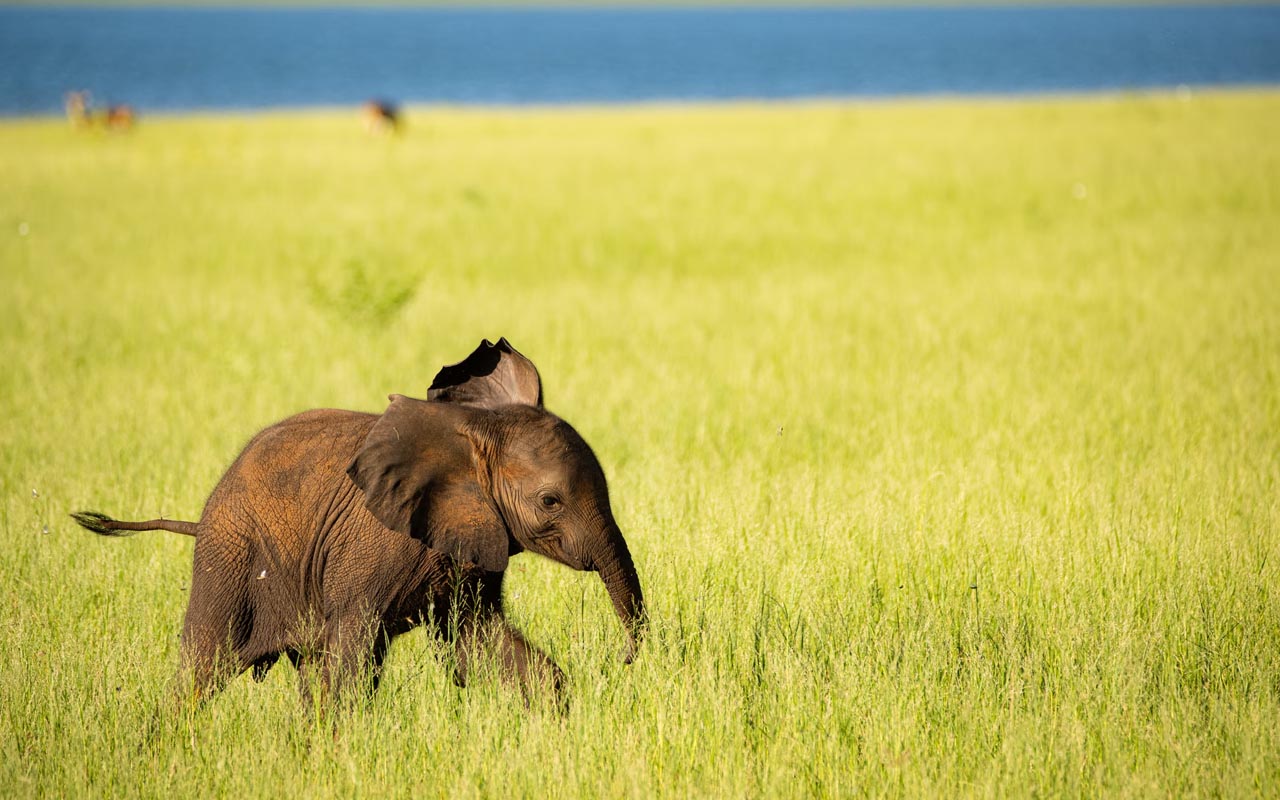 elephant, trunk, control, motor skills, facts, life, greenery, nature, happy, lake, water
