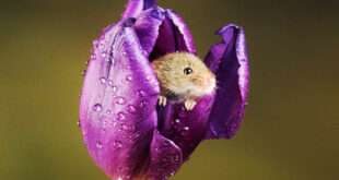 harvest mice, tulips, flowers, animals, happy facts, pet facts, science, nature