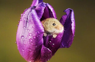 harvest mice, tulips, flowers, animals, happy facts, pet facts, science, nature