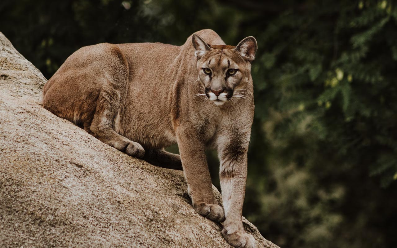 mountain lion, facts, nature, life, backwards, walking, facts,