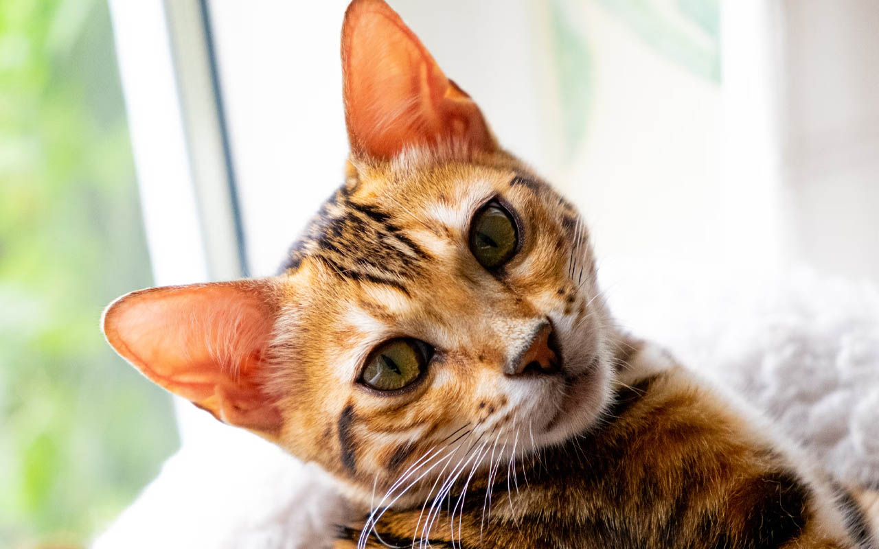 cat ears, rotate, animals, felines, pet facts, adorable, Bengal cat, facts, science,
