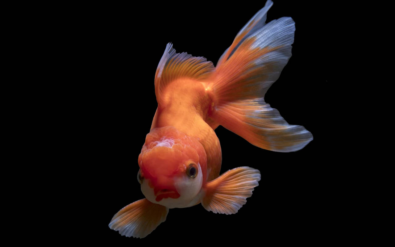 goldfish, sea, ocean, animals, life, facts, face, recognition, science