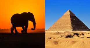 pyramids, Giza, Egypt, travel, life, facts, history