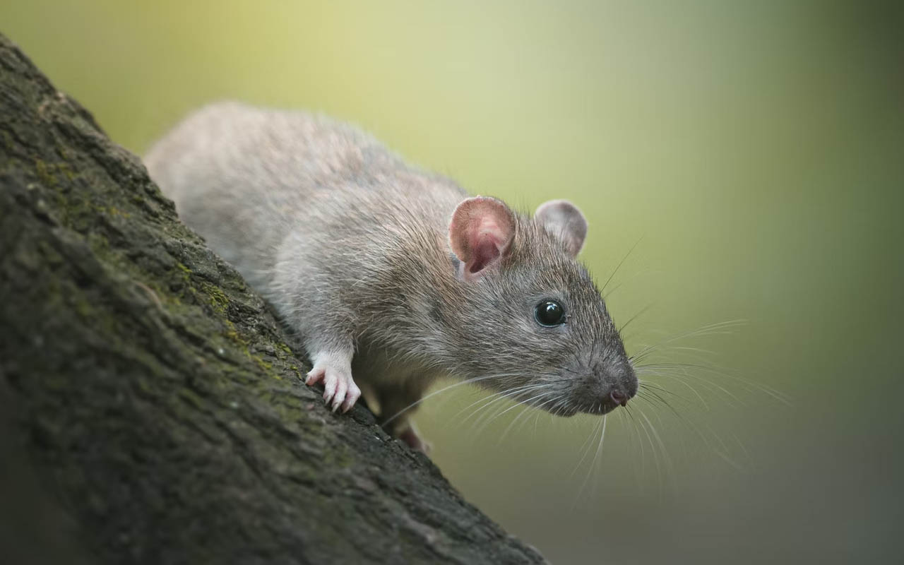 rat, empathy, study, facts, science, animals, lab