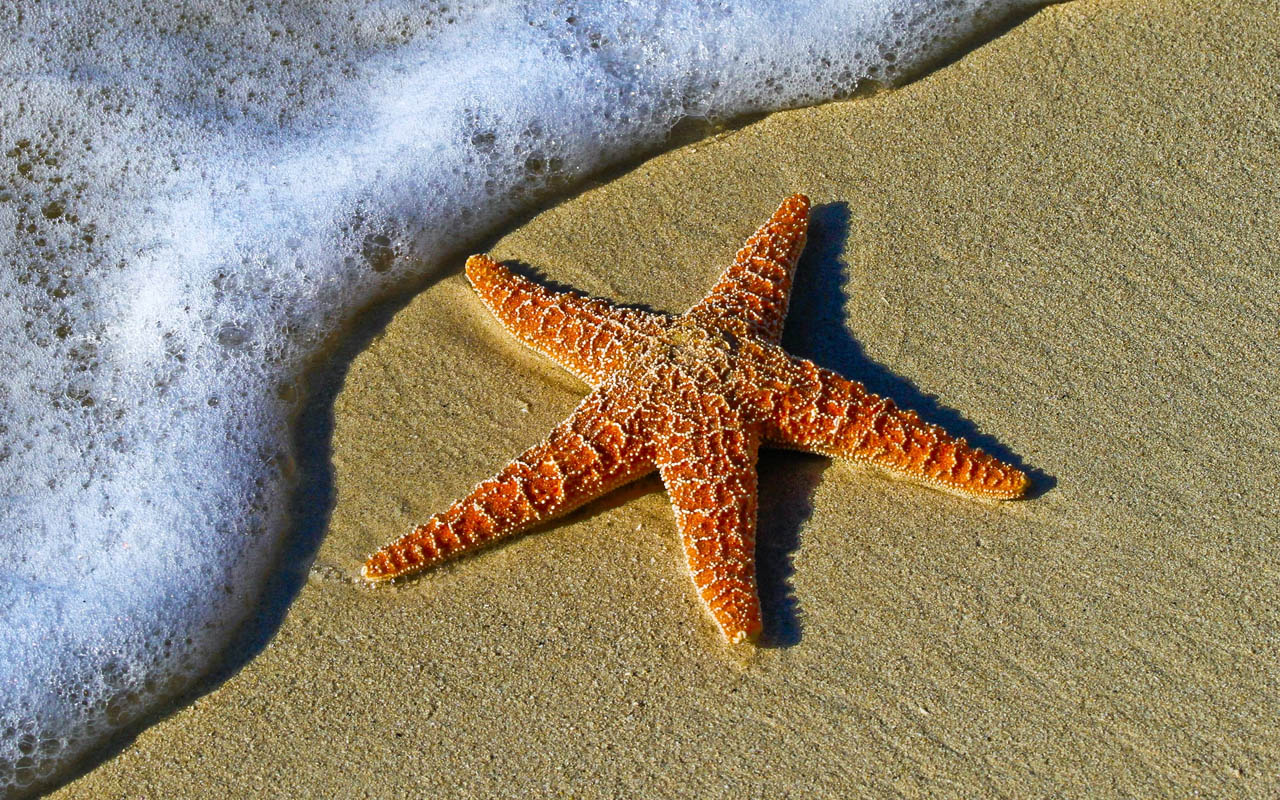 starfish, ocean, nervous system, facts, entertainment