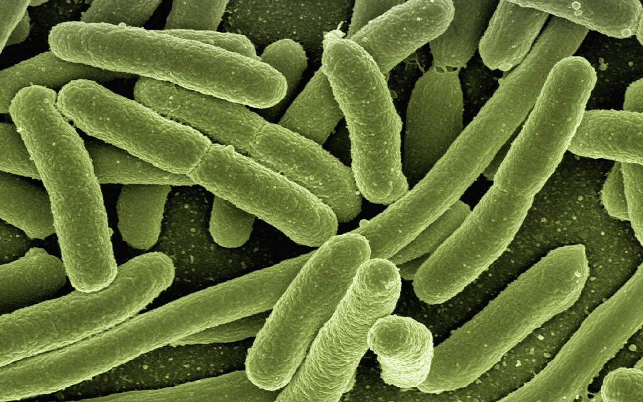 bacteria, life, people, body, human body, facts, science, biology