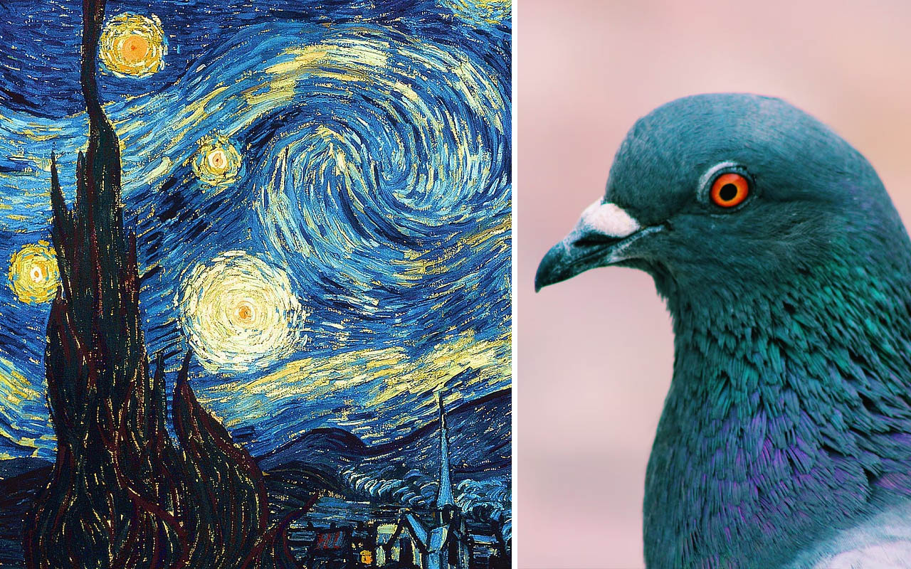 Van Gogh, The starry night, oil painting, facts, drawing, science, strangely, life, animals, pigeon