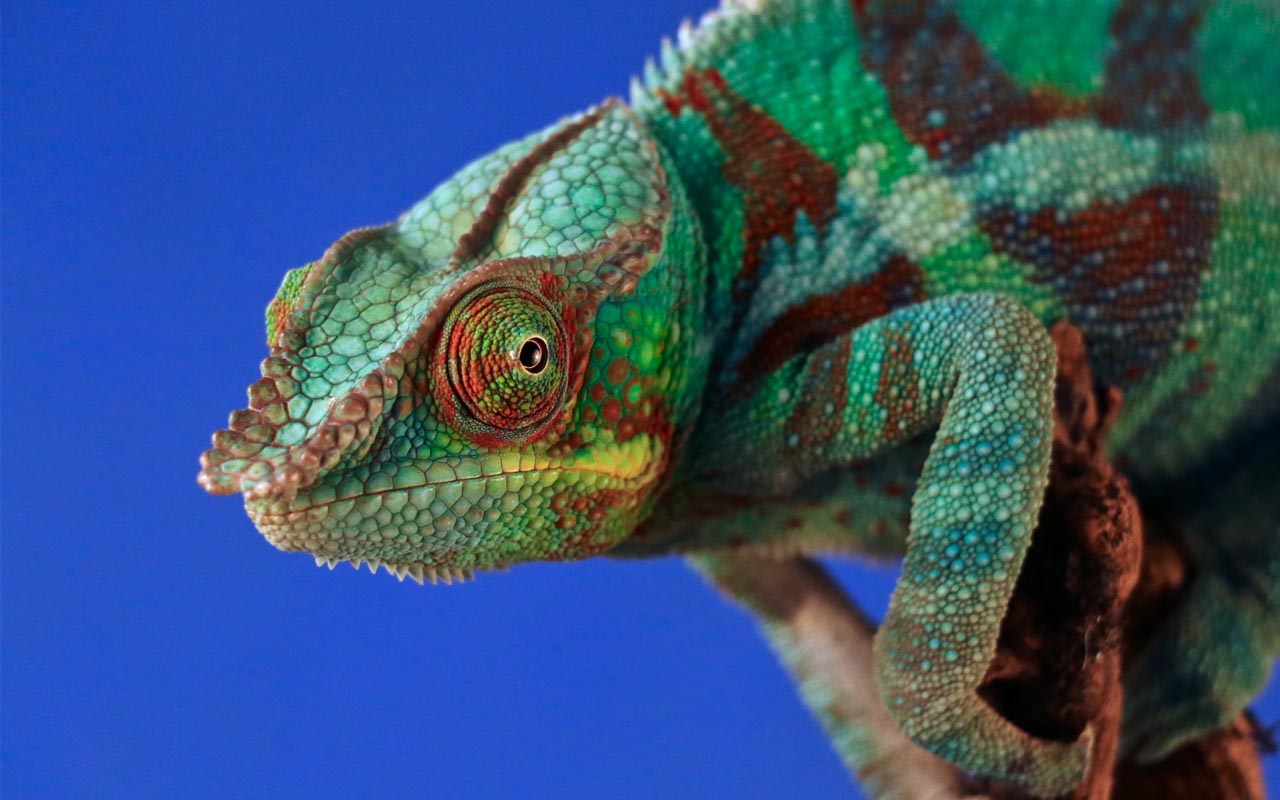 chameleon, animal, facts, nature, change colors, believed