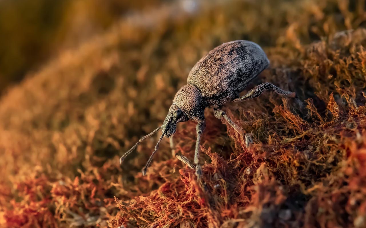 dung beetle, facts, milky way, galaxy, universe, space