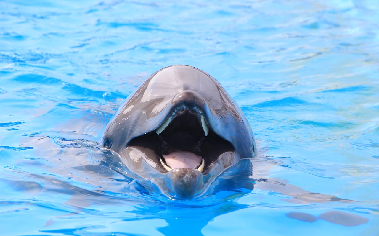 dolphins, stomach, food, facts, life, people, weird, science