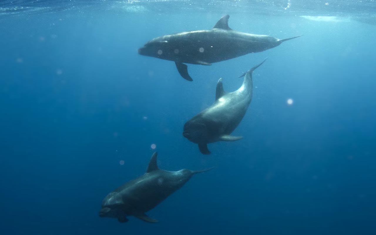 dolphins, marine, marine life, mammals, ocean, science, facts, 