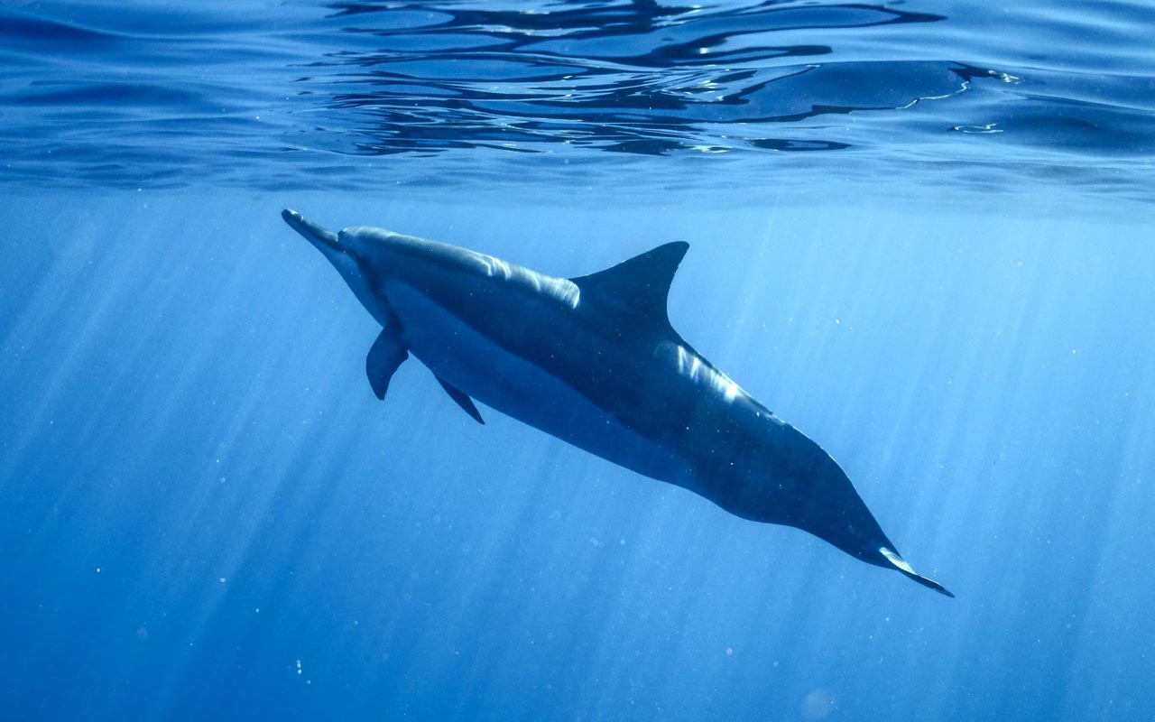 dolphins, California, ocean, survival, rescue, people, swimmers, facts, science,