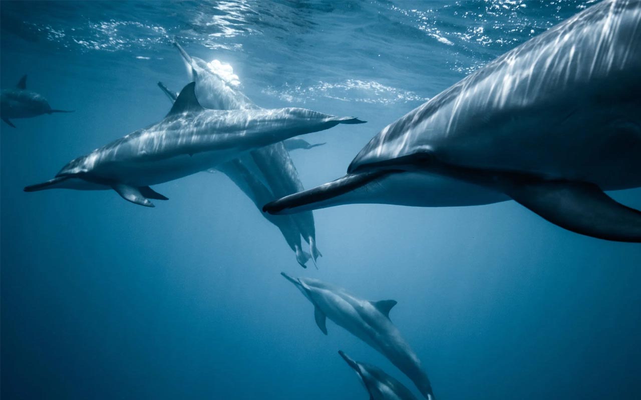 dolphins, hold their breath, time, ocean, underwater, mammals, facts, science, animals, life, weird, humans, Earth